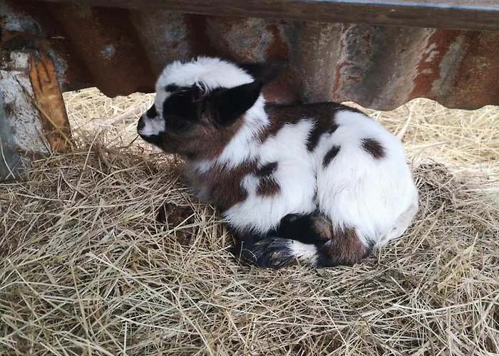 Quinta Aguias בית נופש *